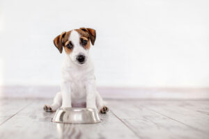 Est-il nécessaire de donner à son chien une alimentation sans céréales ?